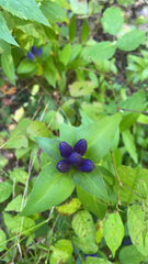 Gentiana clausa