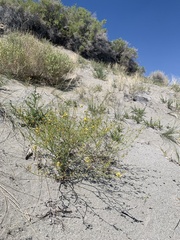 Carsonia sparsifolia