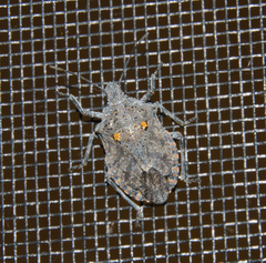 Brochymena quadripustulata