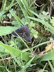 Galgula