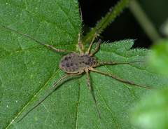 Oligolophus