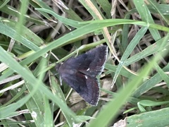 Galgula