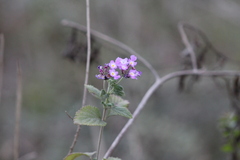 Lantana megapotamica