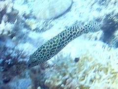Epinephelus merra