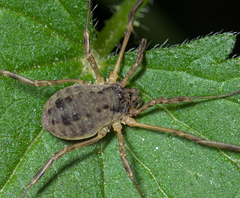 Oligolophus