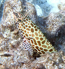 Epinephelus merra