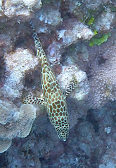 Epinephelus merra