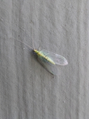 Chrysopa quadripunctata