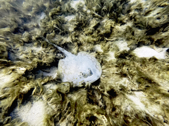 Urobatis jamaicensis