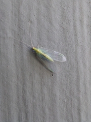 Chrysopa quadripunctata