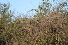 Phytotoma rutila