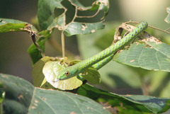 Philothamnus semivariegatus