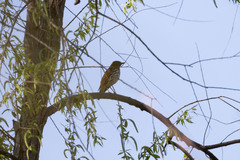 Hylocichla mustelina