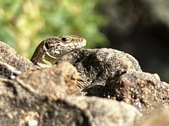 Podarcis liolepis