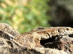 Podarcis liolepis