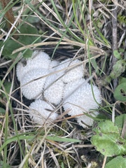 Lycoperdon curtisii