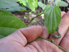 Epimecis
