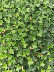 Hedera helix