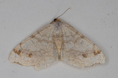 Macaria bisignata