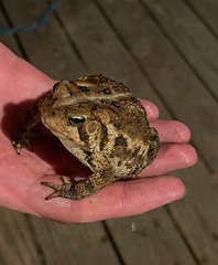 Anaxyrus americanus