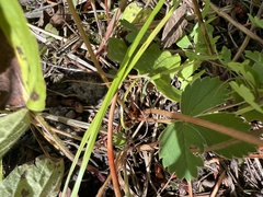 Fragaria