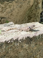 Sceloporus poinsettii