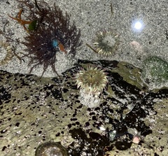 Anthopleura