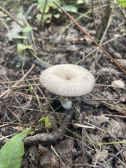 Arrhenia epichysium