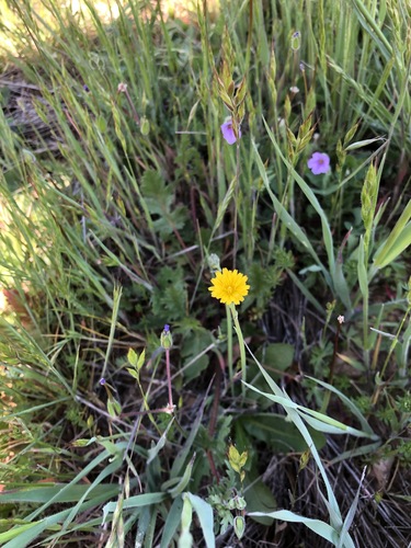 iNaturalist observation photo of Common Cat's-ear