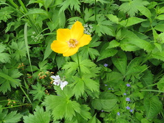 Trollius riederianus