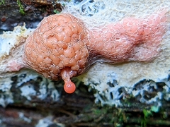 Tubifera