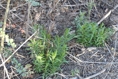 Agalinis genistifolia