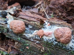 Tubifera