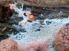 Tubifera
