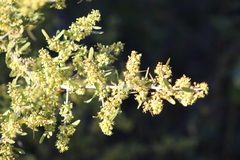Schinus longifolia