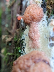 Tubifera