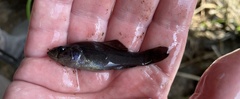 Aphredoderus sayanus
