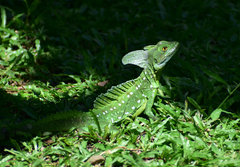 Basiliscus plumifrons