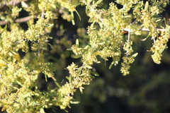 Schinus longifolia