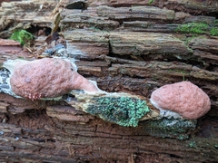 Tubifera