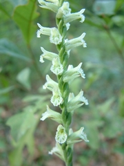 Spiranthes praecox