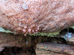 Tubifera