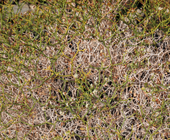 Eriogonum heermannii