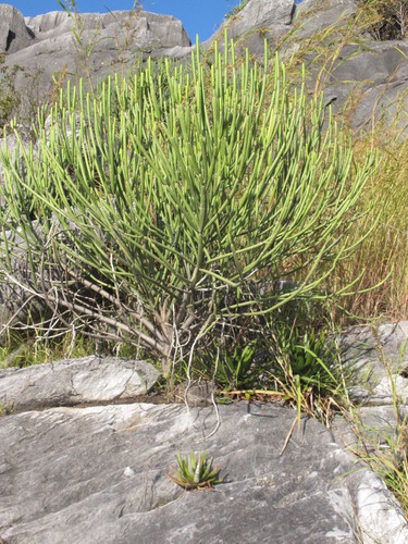 Euphorbia alluaudii