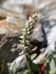 Salix petrophila