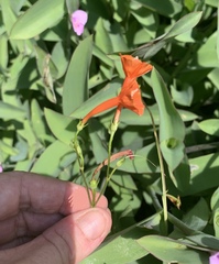 Ipomoea coccinea