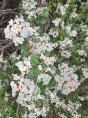 Spyridium parvifolium