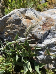 Salix petrophila