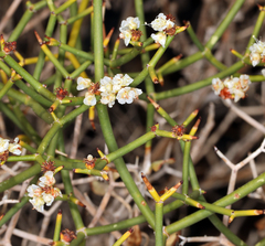 Eriogonum heermannii
