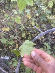 Ribes americanum